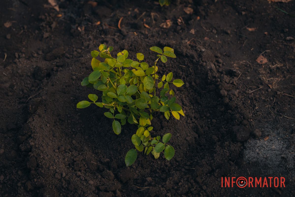 В сквере Ивана Старова в Днепре высадили 100 кустов роз ко Дню города 26