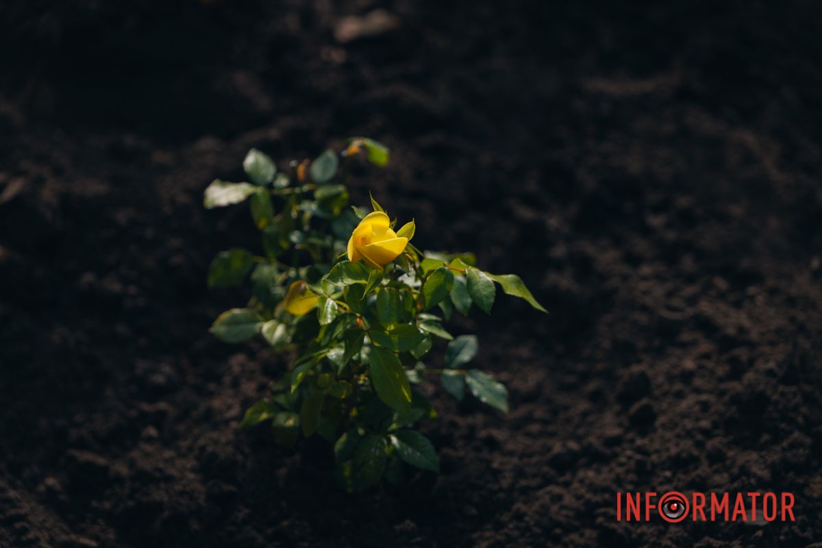 В сквере Ивана Старова в Днепре высадили 100 кустов роз ко Дню города 27