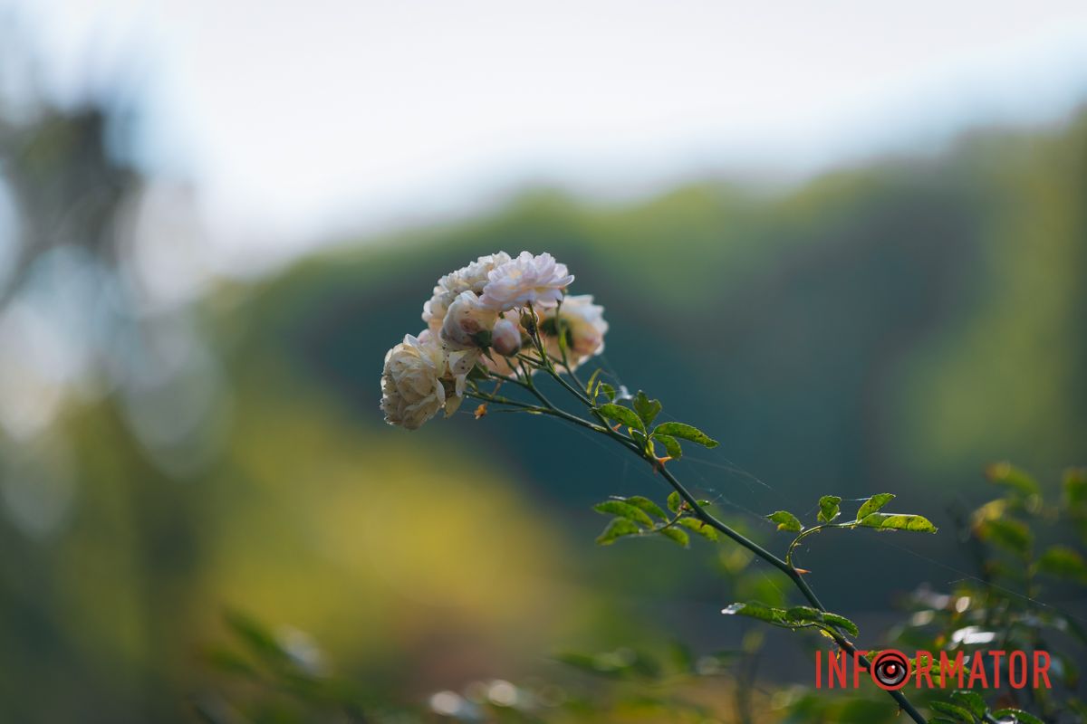 В сквере Ивана Старова в Днепре высадили 100 кустов роз ко Дню города 25