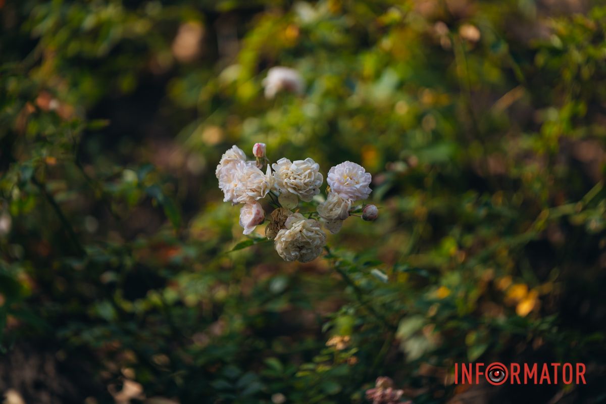 В сквере Ивана Старова в Днепре высадили 100 кустов роз ко Дню города 30