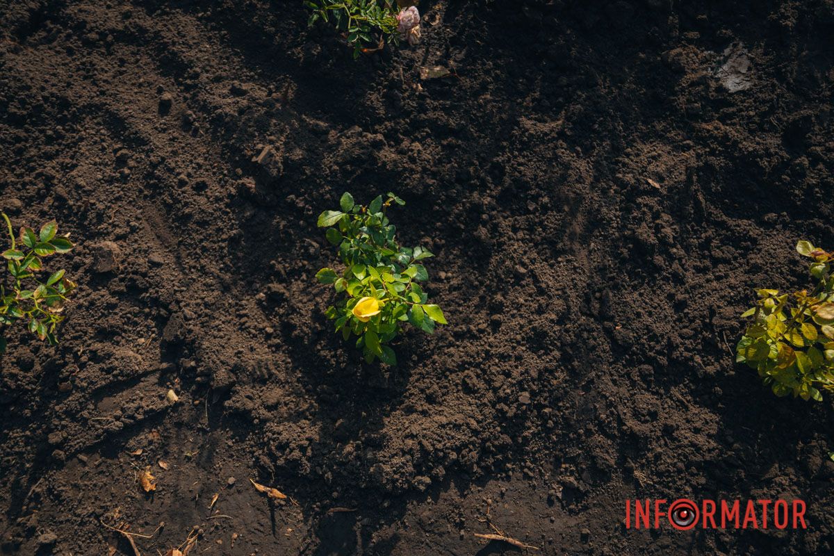 В сквере Ивана Старова в Днепре высадили 100 кустов роз ко Дню города 38