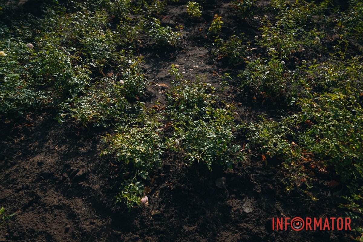 В сквере Ивана Старова в Днепре высадили 100 кустов роз ко Дню города 36