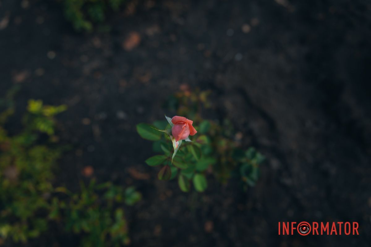 В сквере Ивана Старова в Днепре высадили 100 кустов роз ко Дню города 35