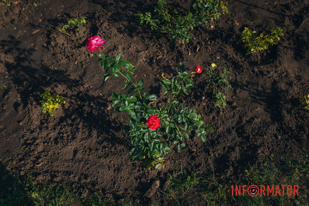 В сквере Ивана Старова в Днепре высадили 100 кустов роз ко Дню города 33