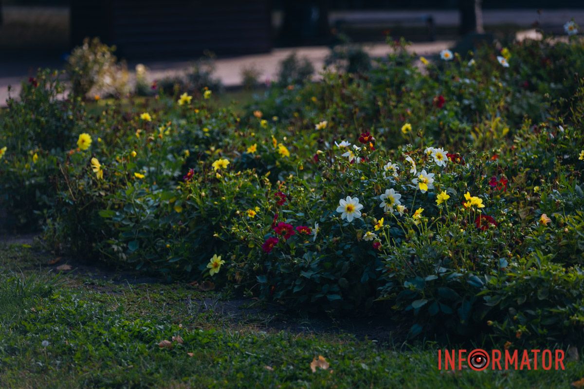 В сквере Ивана Старова в Днепре высадили 100 кустов роз ко Дню города 41