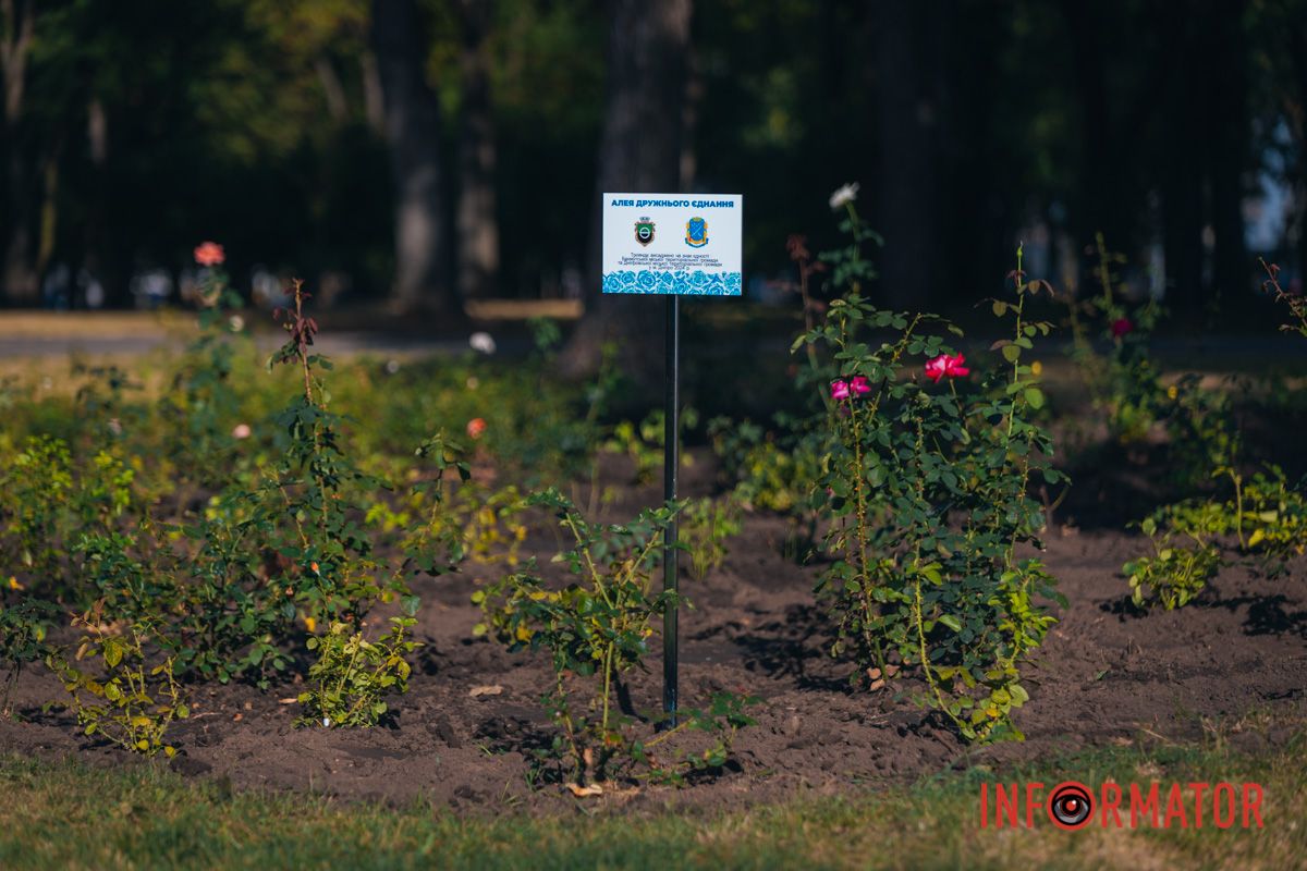 В сквере Ивана Старова в Днепре высадили 100 кустов роз ко Дню города 39