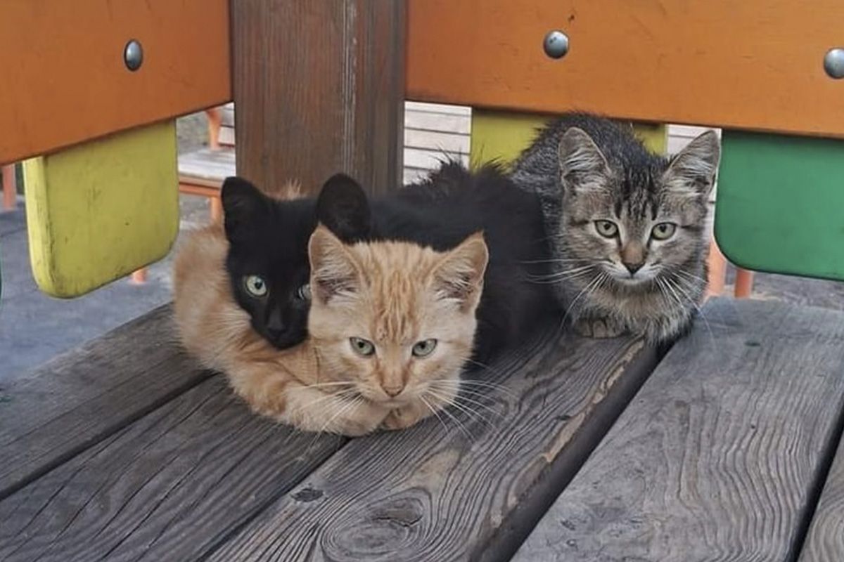 Кошенята Кошенята