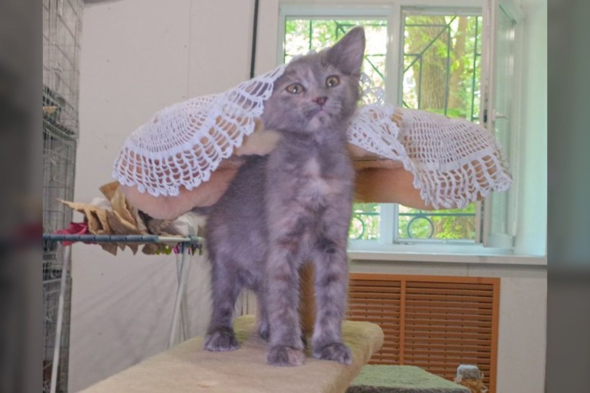 Лаванда Лаванда