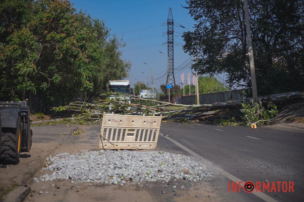 В Днепре на Павлова упал тополь и оборвал провода: движение перекрыто 1