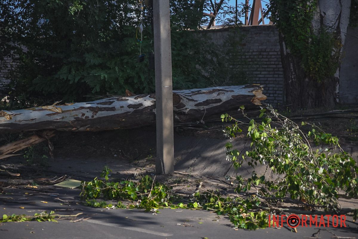 В Днепре на Павлова упал тополь и оборвал провода: движение перекрыто 3