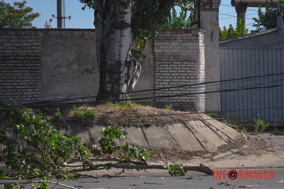 В Днепре на Павлова упал тополь и оборвал провода: движение перекрыто 4