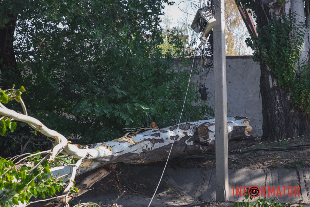 В Днепре на Павлова упал тополь и оборвал провода: движение перекрыто 5