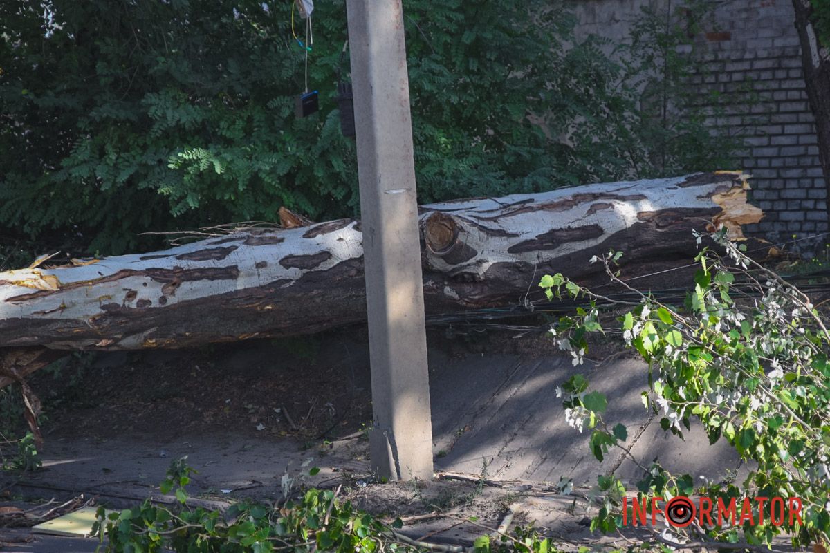 В Днепре на Павлова упал тополь и оборвал провода: движение перекрыто 7