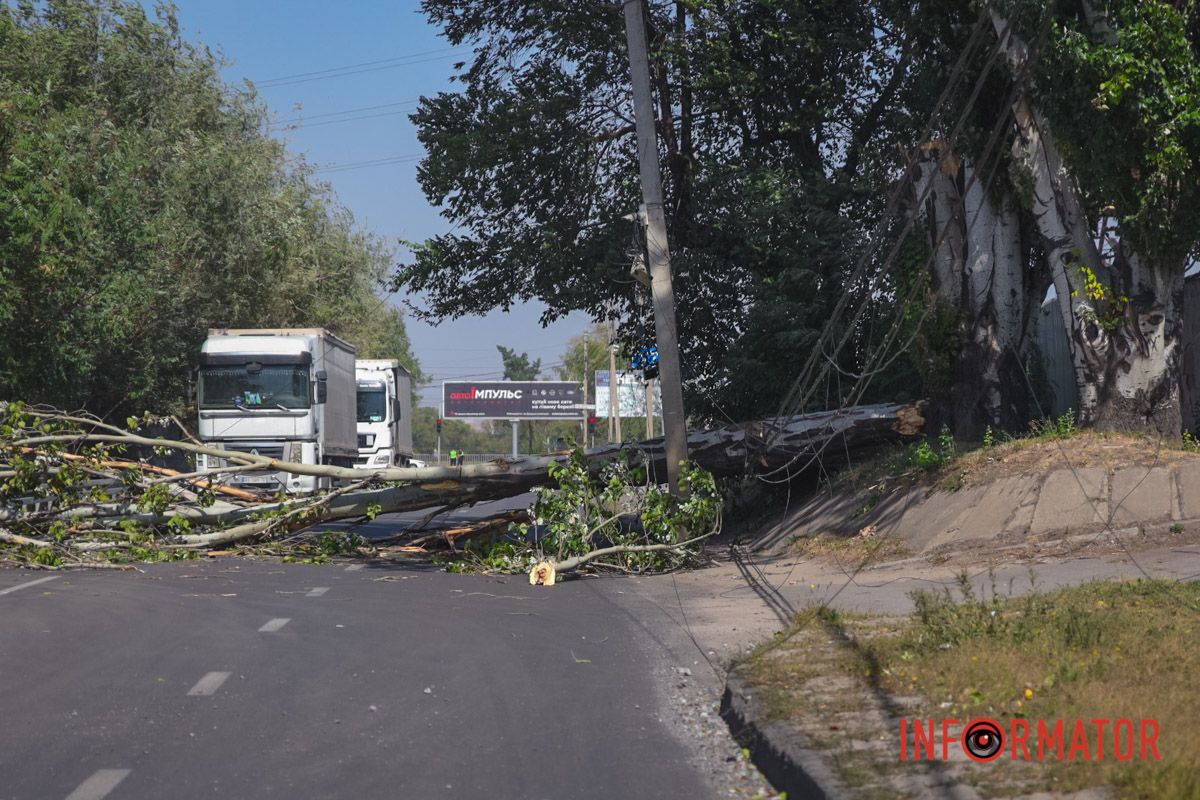 В Днепре на Павлова упал тополь и оборвал провода: движение перекрыто 8