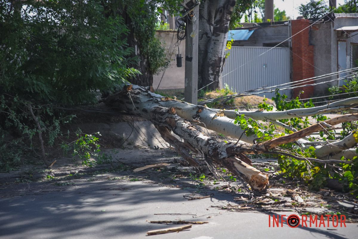 В Днепре на Павлова упал тополь и оборвал провода: движение перекрыто 10