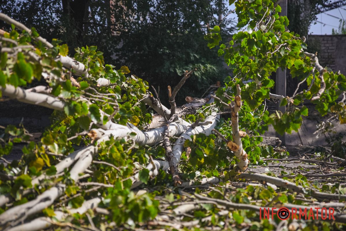 В Днепре на Павлова упал тополь и оборвал провода: движение перекрыто 11