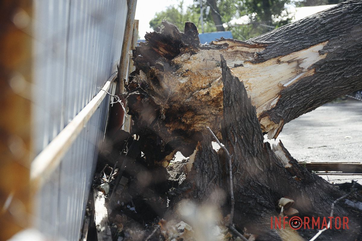 У Дніпрі на Робочій дерево впало на дві припарковані автівки 2