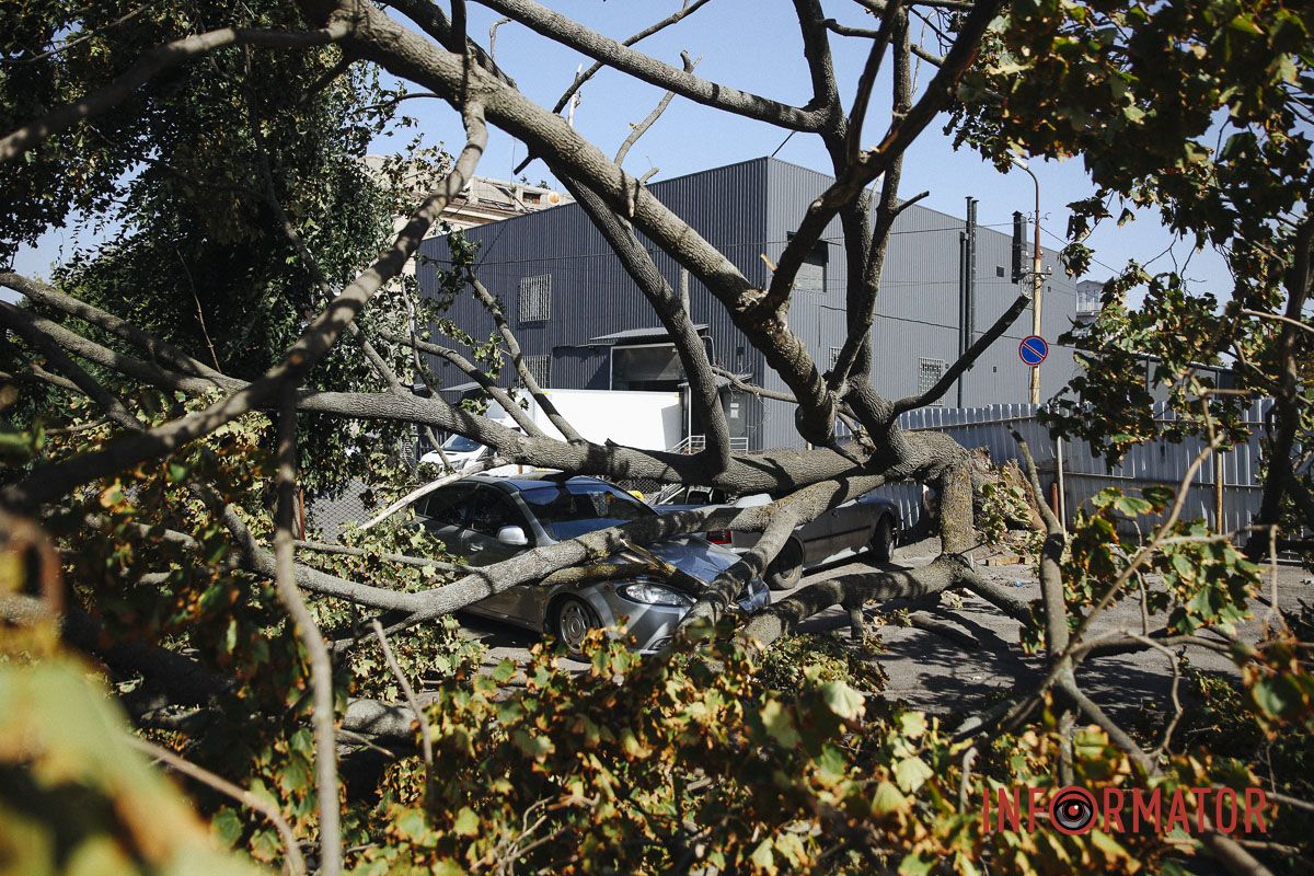 У Дніпрі на Робочій дерево впало на дві припарковані автівки 5