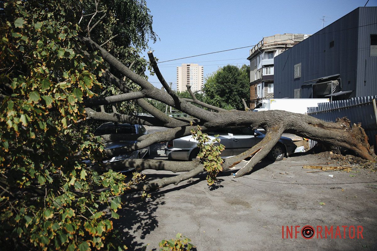У Дніпрі на Робочій дерево впало на дві припарковані автівки 6