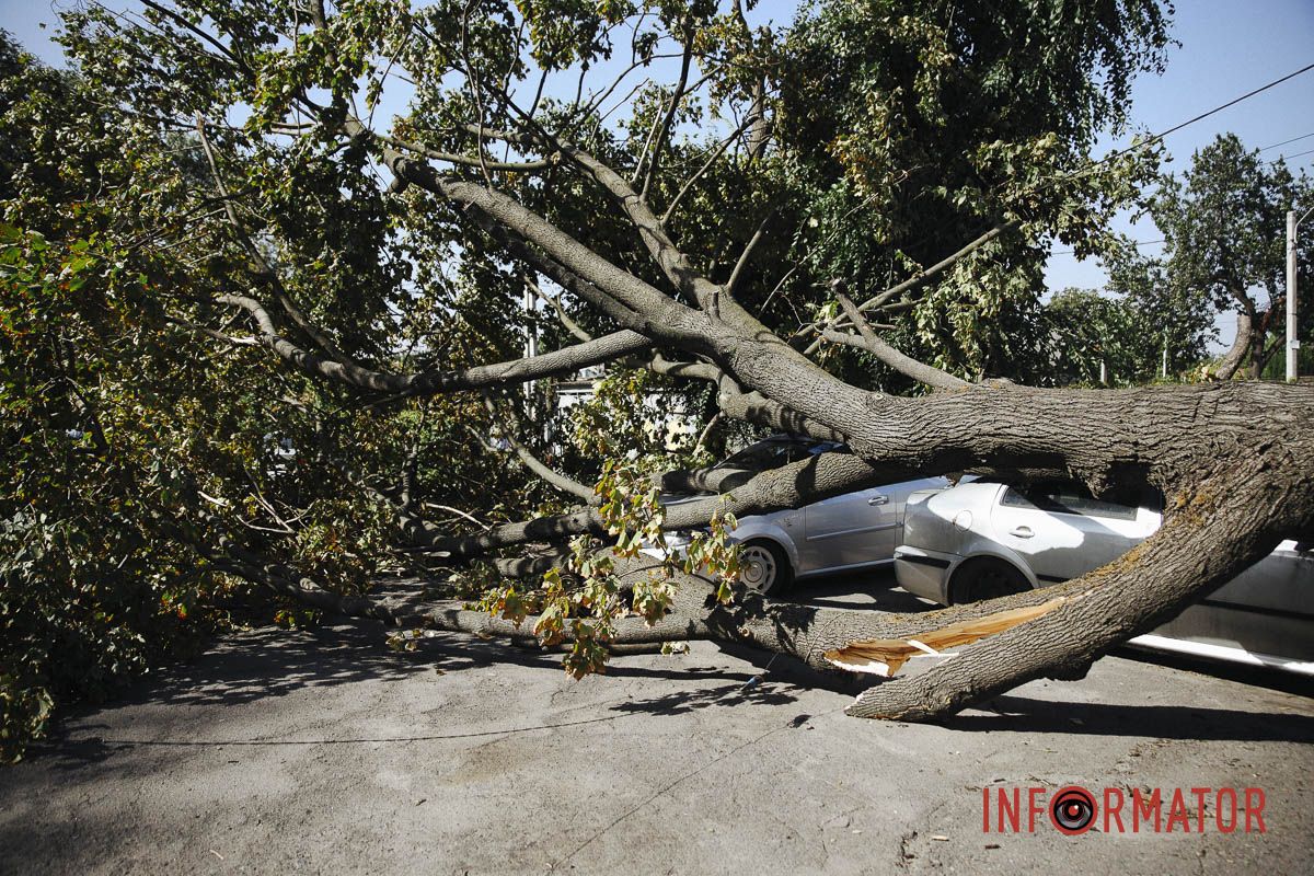 У Дніпрі на Робочій дерево впало на дві припарковані автівки 13