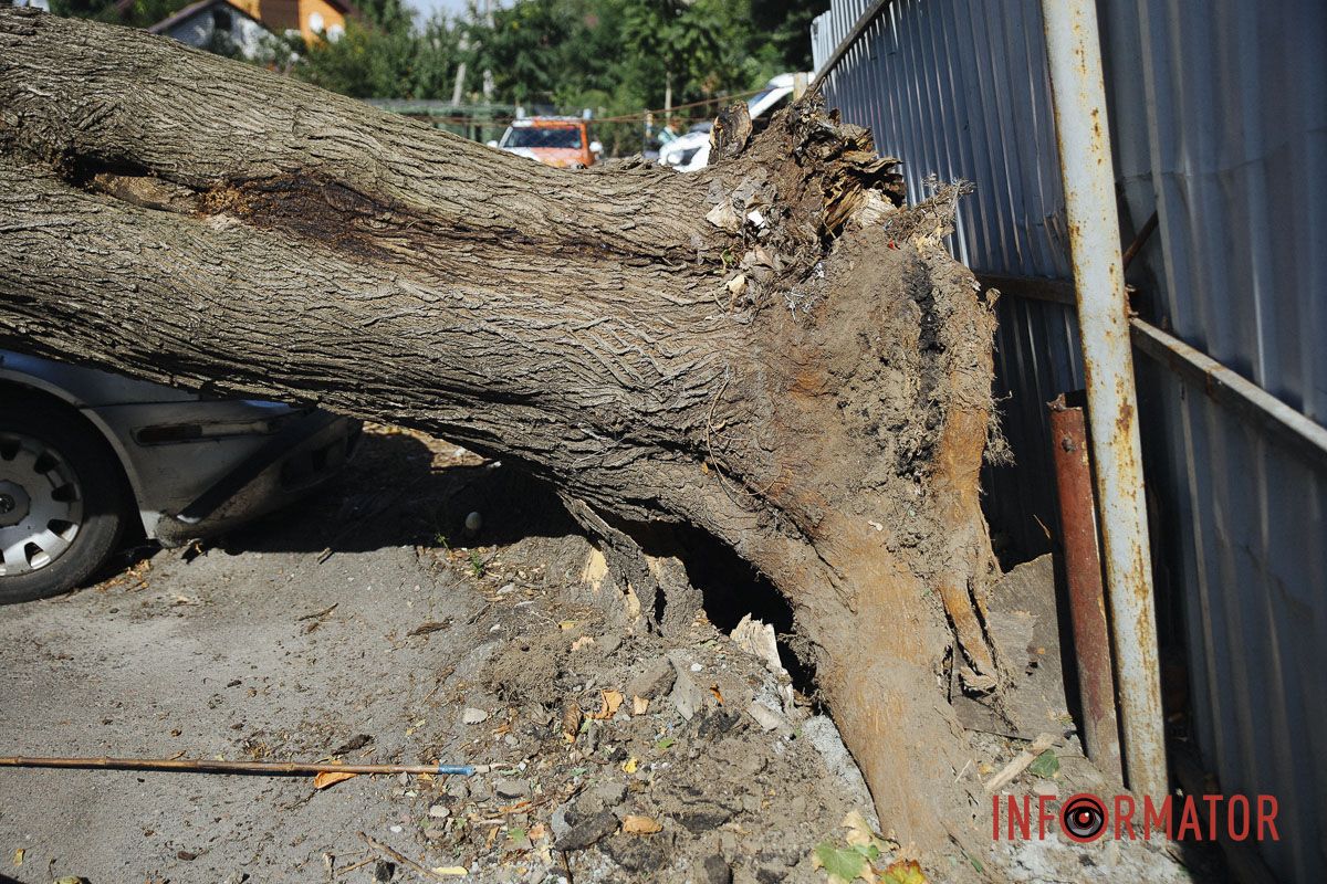 У Дніпрі на Робочій дерево впало на дві припарковані автівки 7