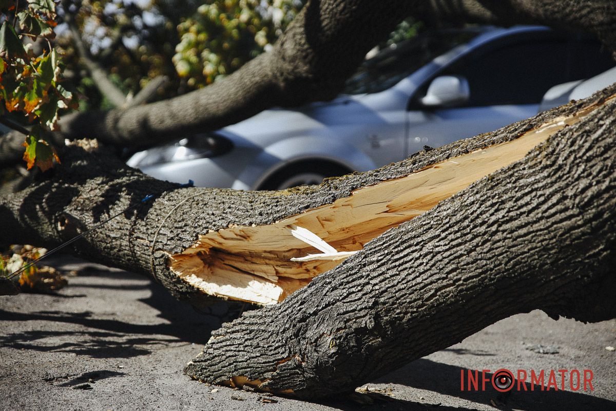 У Дніпрі на Робочій дерево впало на дві припарковані автівки 8