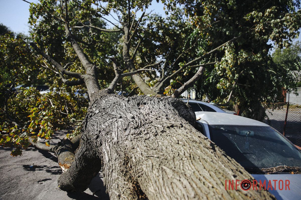 У Дніпрі на Робочій дерево впало на дві припарковані автівки 9