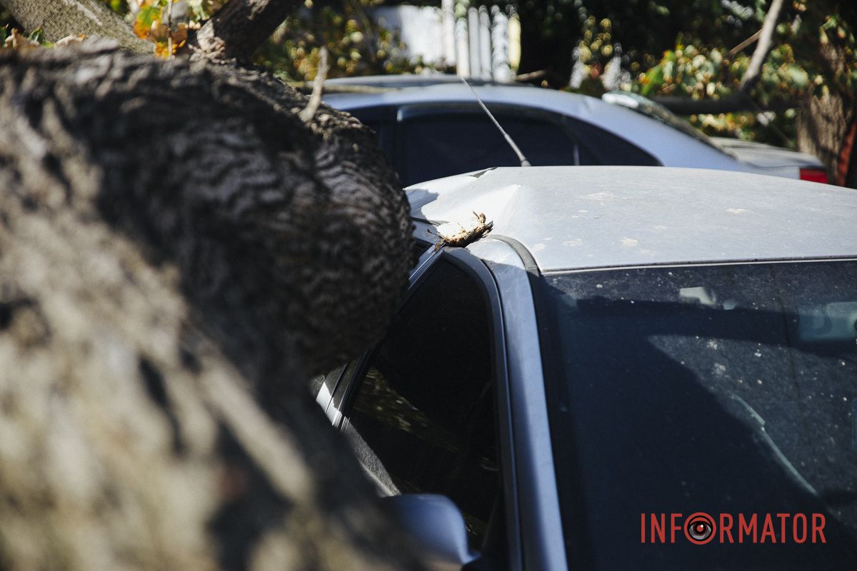 У Дніпрі на Робочій дерево впало на дві припарковані автівки 10