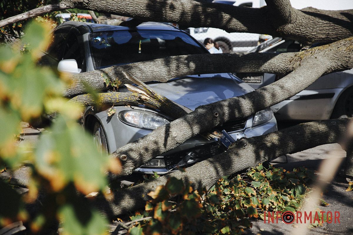 У Дніпрі на Робочій дерево впало на дві припарковані автівки 11