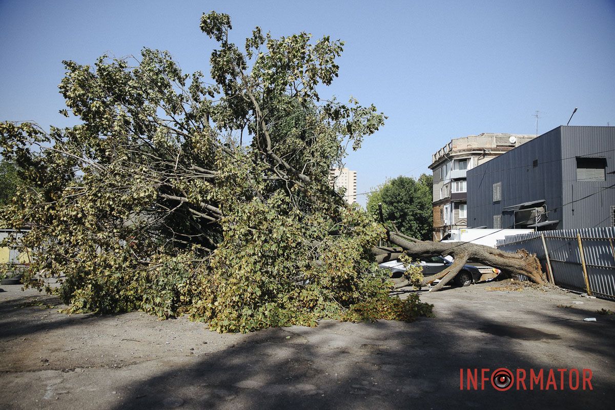 У Дніпрі на Робочій дерево впало на дві припарковані автівки 12