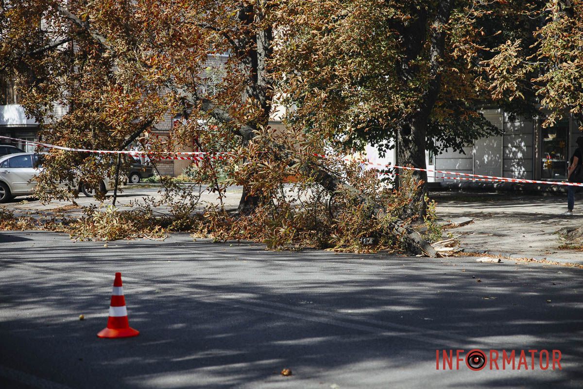 У Дніпрі на вулиці Незалежності гілка дерева впала на дорогу: зайнята смуга 10