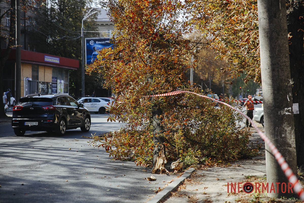 У Дніпрі на вулиці Незалежності гілка дерева впала на дорогу: зайнята смуга 11