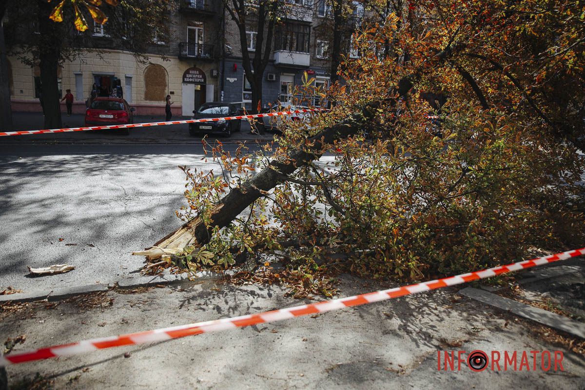 У Дніпрі на вулиці Незалежності гілка дерева впала на дорогу: зайнята смуга 9