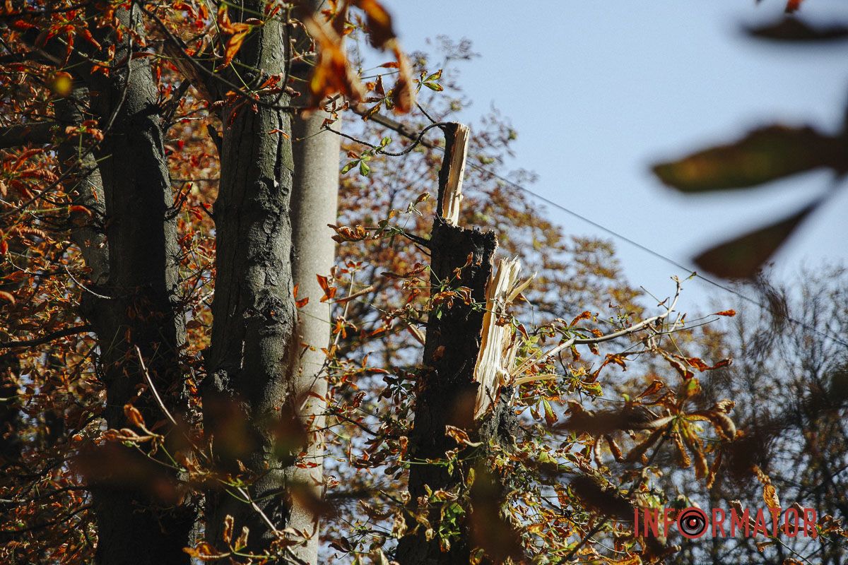 У Дніпрі на вулиці Незалежності гілка дерева впала на дорогу: зайнята смуга 8