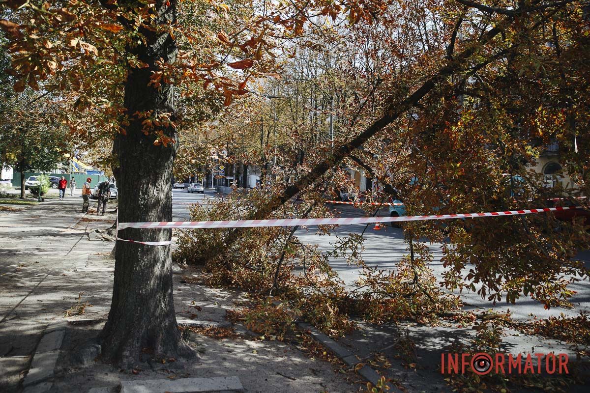 У Дніпрі на вулиці Незалежності гілка дерева впала на дорогу: зайнята смуга 7