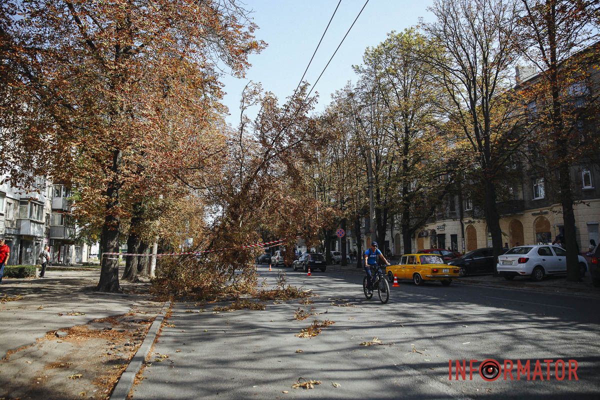У Дніпрі на вулиці Незалежності гілка дерева впала на дорогу: зайнята смуга 5