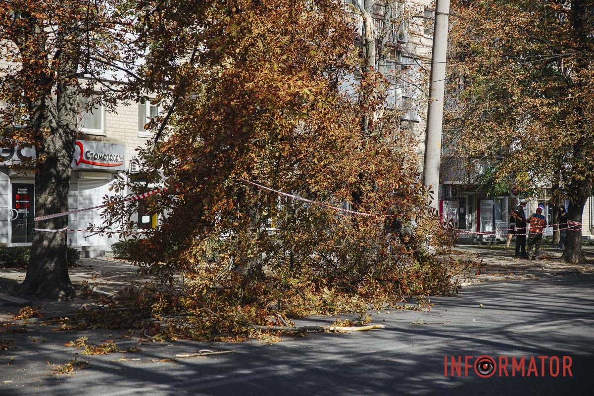 У Дніпрі на вулиці Незалежності гілка дерева впала на дорогу: зайнята смуга 4