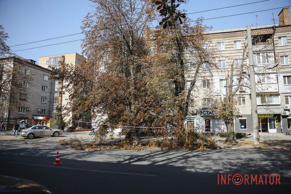 У Дніпрі на вулиці Незалежності гілка дерева впала на дорогу: зайнята смуга 3
