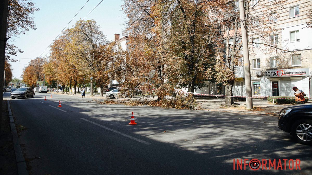 В Днепре на улице Независимости ветка дерева упала на дорогу: занята полоса