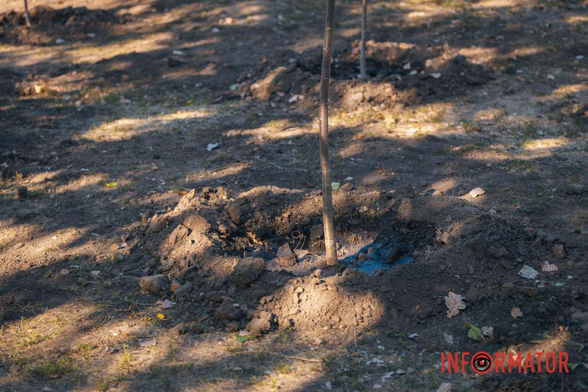 Уже приходять перші відвідувачі: у Дніпрі в парку Шевченка з’явилася найбільша в місті алея сакур 1