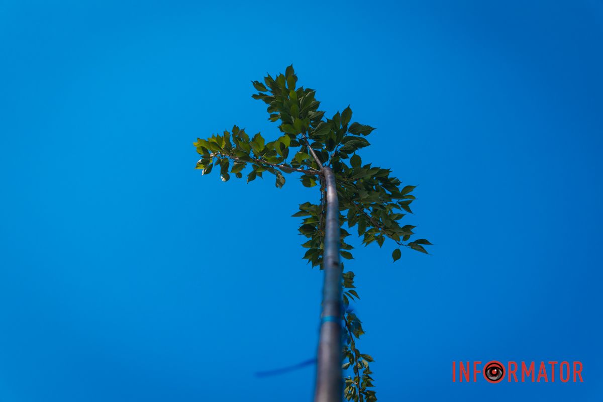 Уже приходять перші відвідувачі: у Дніпрі в парку Шевченка з’явилася найбільша в місті алея сакур 6