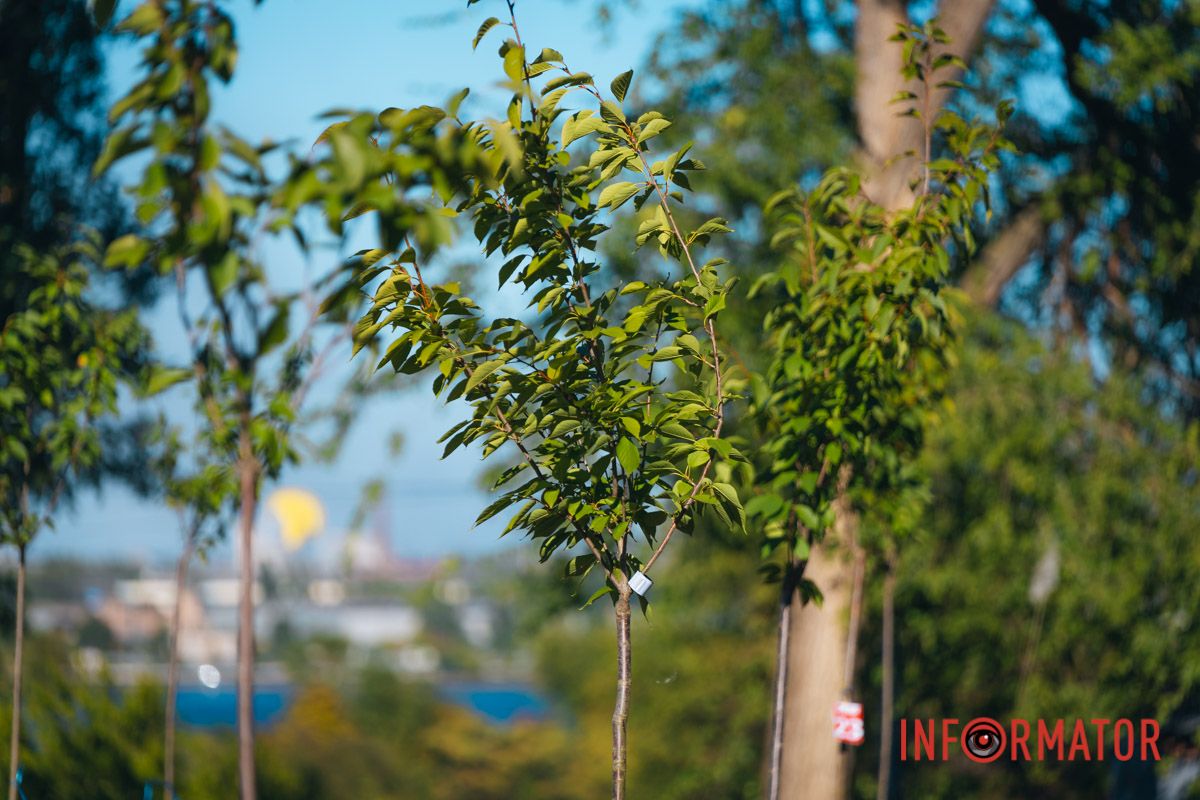 Уже приходять перші відвідувачі: у Дніпрі в парку Шевченка з’явилася найбільша в місті алея сакур 3