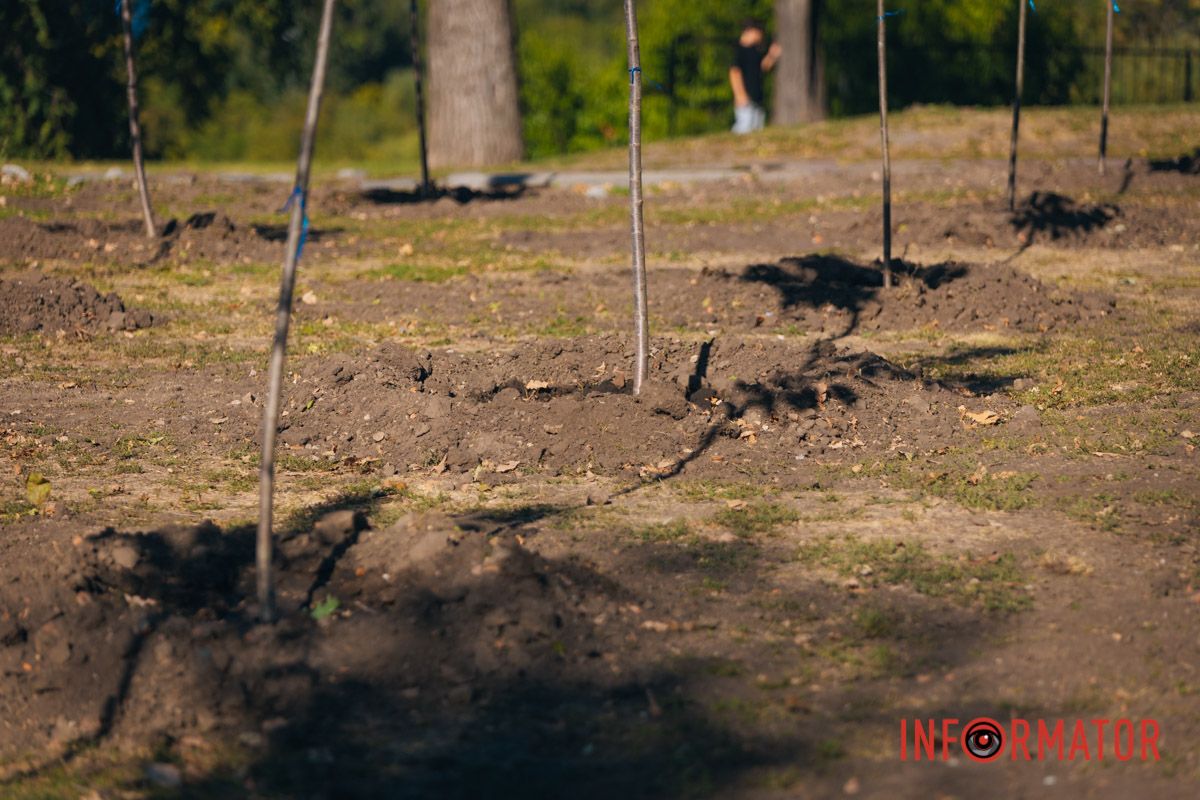 Уже приходять перші відвідувачі: у Дніпрі в парку Шевченка з’явилася найбільша в місті алея сакур 9
