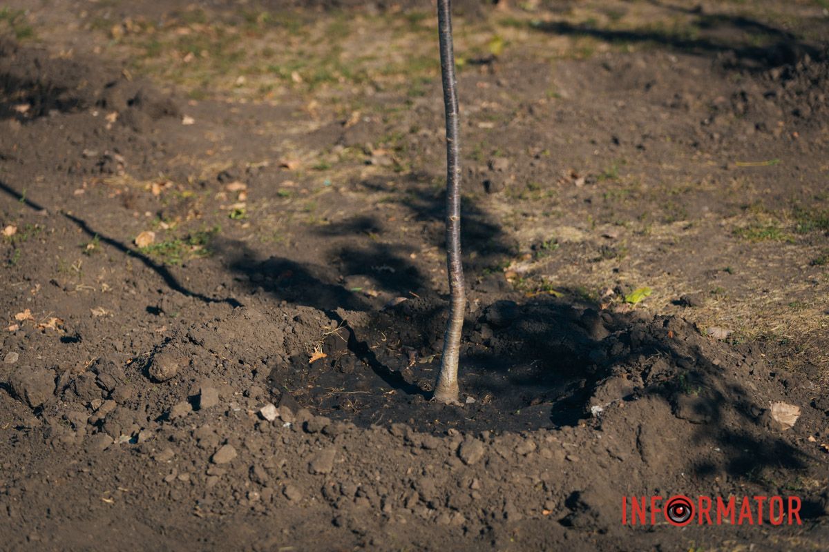 Уже приходять перші відвідувачі: у Дніпрі в парку Шевченка з’явилася найбільша в місті алея сакур 11