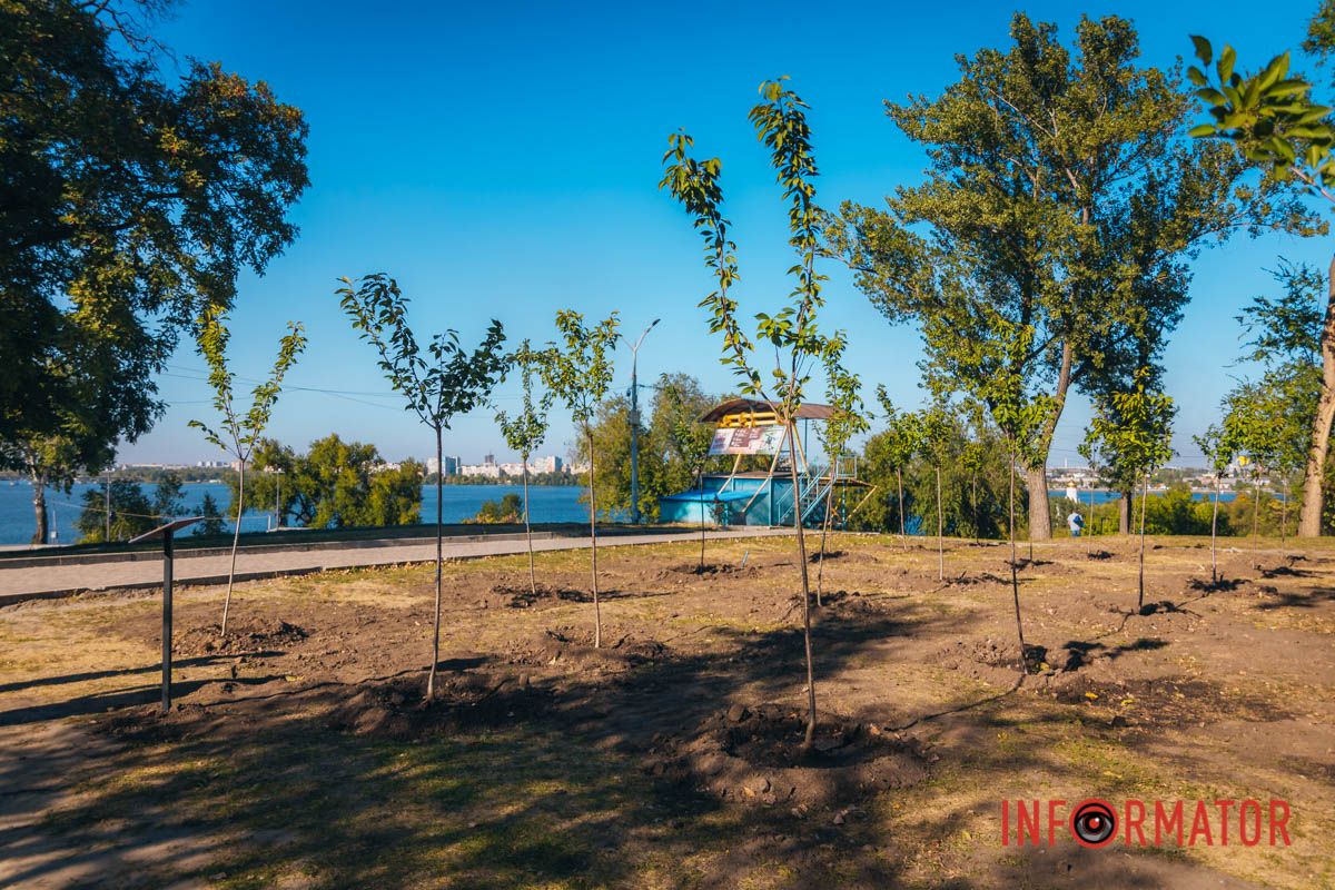 Уже приходять перші відвідувачі: у Дніпрі в парку Шевченка з’явилася найбільша в місті алея сакур 10