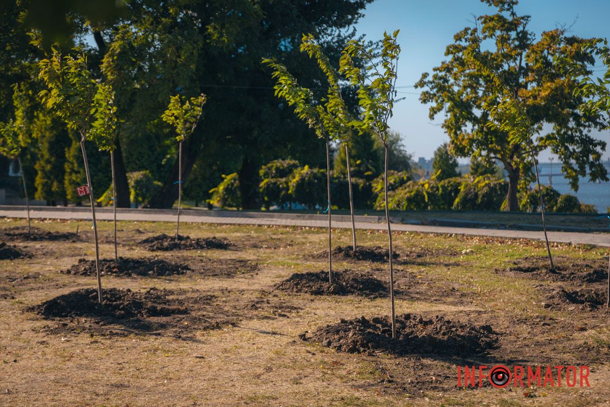 Уже приходять перші відвідувачі: у Дніпрі в парку Шевченка з’явилася найбільша в місті алея сакур 14