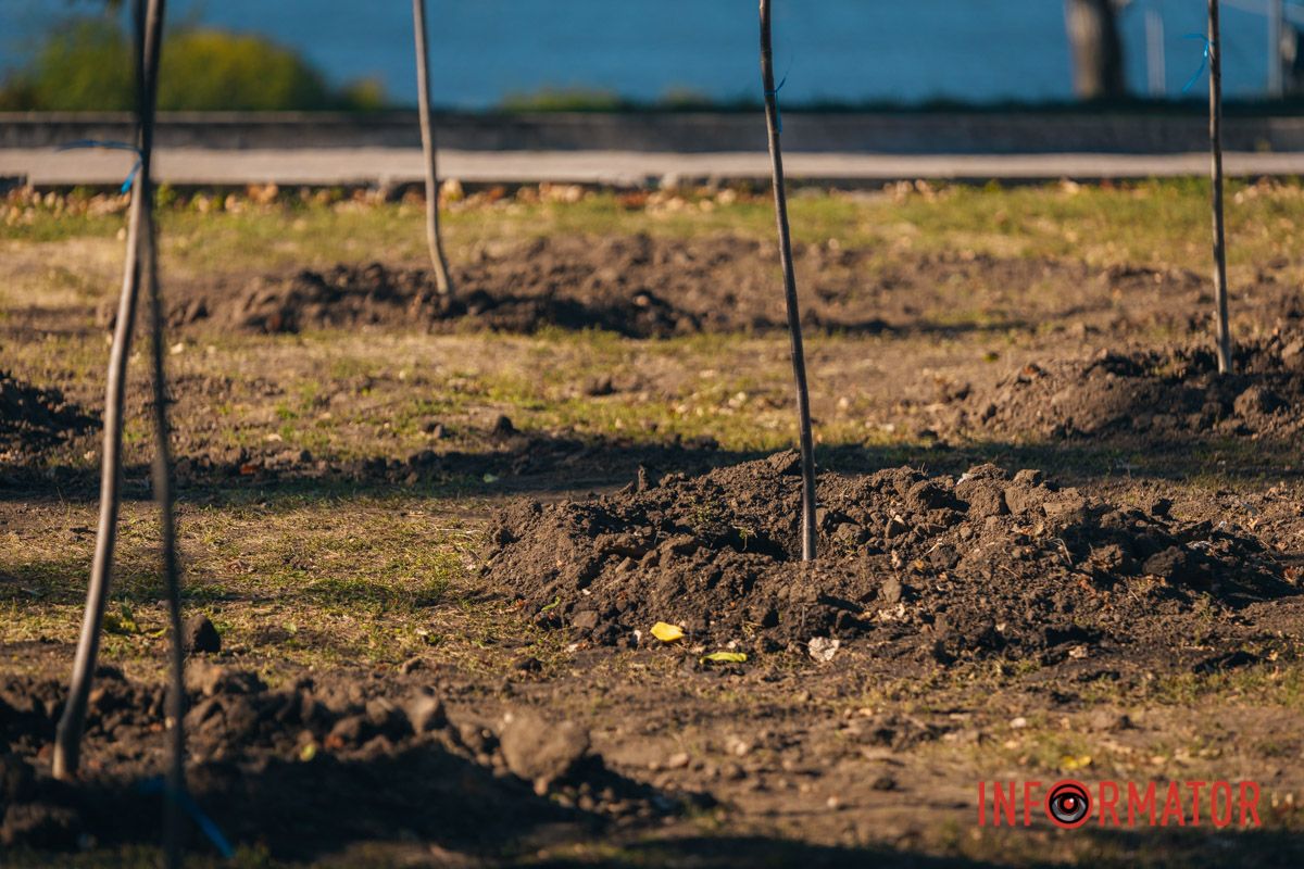 Уже приходять перші відвідувачі: у Дніпрі в парку Шевченка з’явилася найбільша в місті алея сакур 18