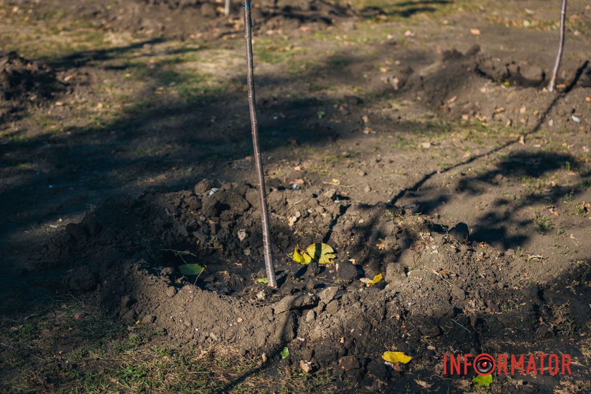 Уже приходять перші відвідувачі: у Дніпрі в парку Шевченка з’явилася найбільша в місті алея сакур 21