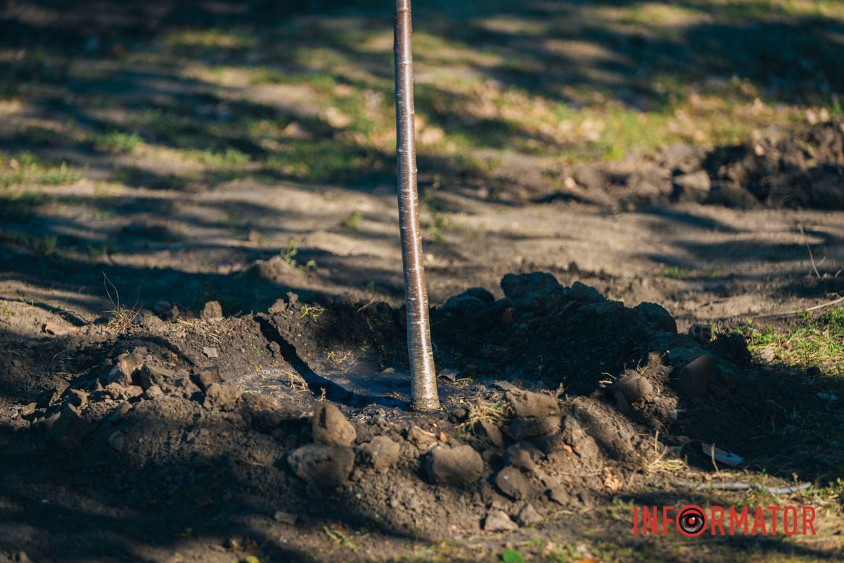 Уже приходять перші відвідувачі: у Дніпрі в парку Шевченка з’явилася найбільша в місті алея сакур 20