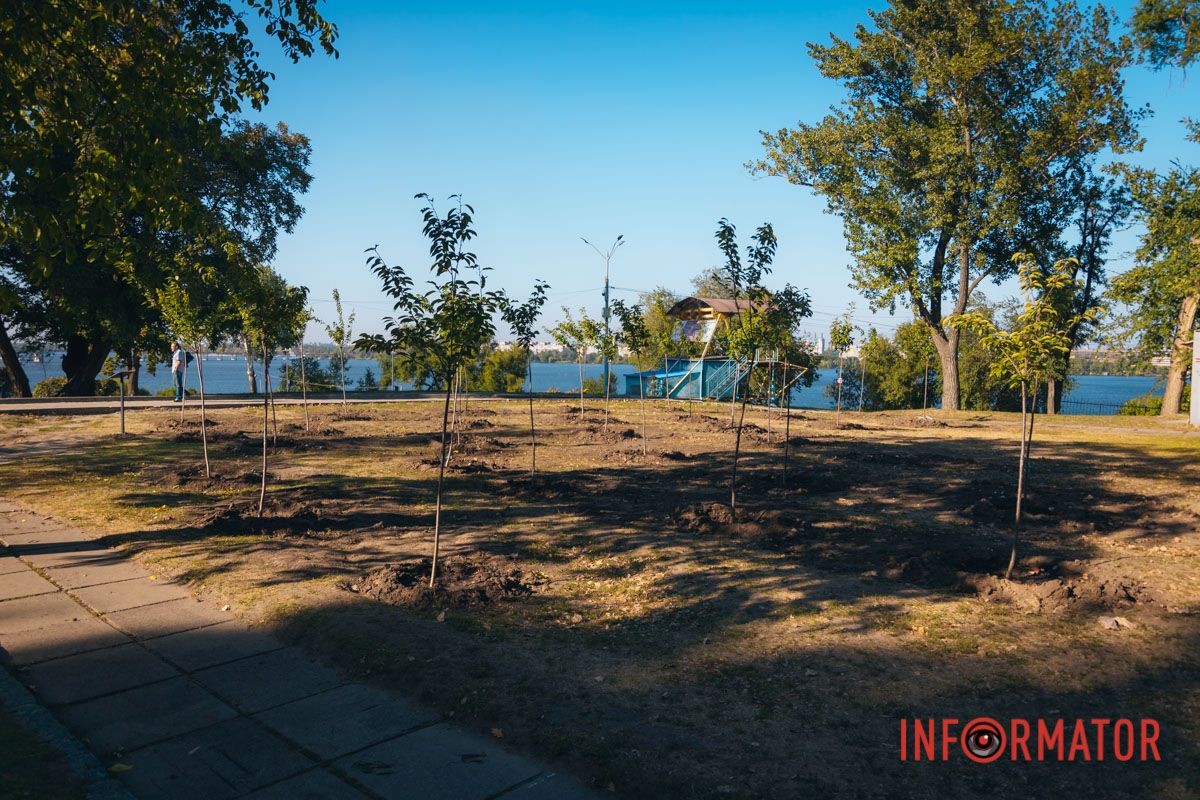 Уже приходять перші відвідувачі: у Дніпрі в парку Шевченка з’явилася найбільша в місті алея сакур 24